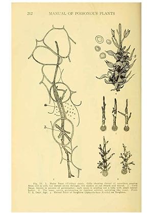 Seller image for Reproduccin/Reproduction 6004760757: A manual of poisonous plants Cedar Rapids, Ia. :The Torch Press,1910-11 for sale by EL BOLETIN