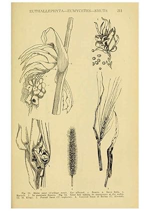 Seller image for Reproduccin/Reproduction 6004760547: A manual of poisonous plants Cedar Rapids, Ia. :The Torch Press,1910-11 for sale by EL BOLETIN