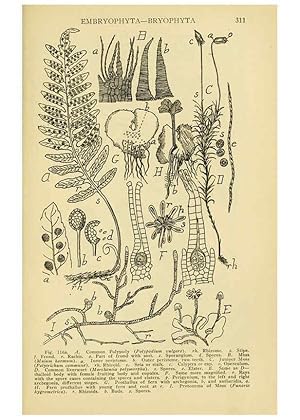 Seller image for Reproduccin/Reproduction 6004763407: A manual of poisonous plants Cedar Rapids, Ia. :The Torch Press,1910-11 for sale by EL BOLETIN