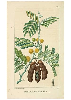 Bild des Verkufers fr Reproduccin/Reproduction 6005387952: Flore pittoresque et me?dicale des Antilles v.1 Paris Pichard,1821-1829 zum Verkauf von EL BOLETIN