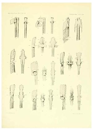Seller image for Reproduccin/Reproduction 6001823910: The Plagiostomia : Sharks, skates, and rays Cambridge, U.S.A. :Printed for the Museum,1913 for sale by EL BOLETIN
