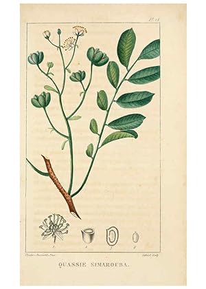 Bild des Verkufers fr Reproduccin/Reproduction 6004846025: Flore pittoresque et me?dicale des Antilles v.1 Paris Pichard,1821-1829 zum Verkauf von EL BOLETIN