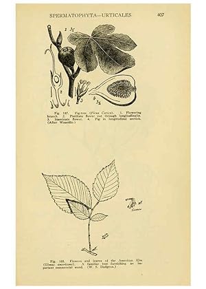 Seller image for Reproduccin/Reproduction 6004765815: A manual of poisonous plants Cedar Rapids, Ia. :The Torch Press,1910-11 for sale by EL BOLETIN