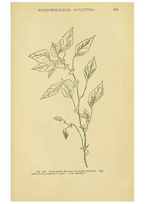 Seller image for Reproduccin/Reproduction 6005313986: A manual of poisonous plants Cedar Rapids, Ia. :The Torch Press,1910-11 for sale by EL BOLETIN