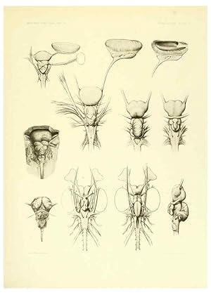 Seller image for Reproduccin/Reproduction 6001822144: The Plagiostomia : Sharks, skates, and rays Cambridge, U.S.A. :Printed for the Museum,1913 for sale by EL BOLETIN