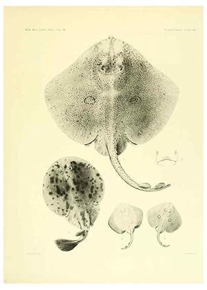 Seller image for Reproduccin/Reproduction 6001819006: The Plagiostomia : Sharks, skates, and rays Cambridge, U.S.A. :Printed for the Museum,1913 for sale by EL BOLETIN