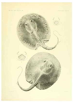 Seller image for Reproduccin/Reproduction 6001271797: The Plagiostomia : Sharks, skates, and rays Cambridge, U.S.A. :Printed for the Museum,1913 for sale by EL BOLETIN