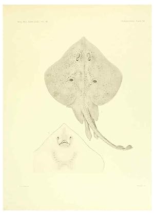 Seller image for Reproduccin/Reproduction 6001804134: The Plagiostomia : Sharks, skates, and rays Cambridge, U.S.A. :Printed for the Museum,1913 for sale by EL BOLETIN