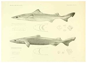 Seller image for Reproduccin/Reproduction 6001802808: The Plagiostomia : Sharks, skates, and rays Cambridge, U.S.A. :Printed for the Museum,1913 for sale by EL BOLETIN