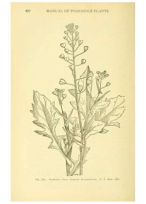 Seller image for Reproduccin/Reproduction 6004766577: A manual of poisonous plants Cedar Rapids, Ia. :The Torch Press,1910-11 for sale by EL BOLETIN
