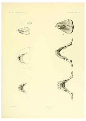 Seller image for Reproduccin/Reproduction 6001274037: The Plagiostomia : Sharks, skates, and rays Cambridge, U.S.A. :Printed for the Museum,1913 for sale by EL BOLETIN