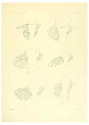 Seller image for Reproduccin/Reproduction 6001275111: The Plagiostomia : Sharks, skates, and rays Cambridge, U.S.A. :Printed for the Museum,1913 for sale by EL BOLETIN