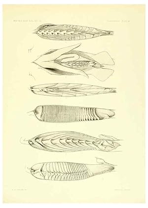 Seller image for Reproduccin/Reproduction 6001824514: The Plagiostomia : Sharks, skates, and rays Cambridge, U.S.A. :Printed for the Museum,1913 for sale by EL BOLETIN