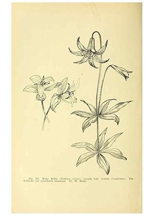 Seller image for Reproduccin/Reproduction 6004764525: A manual of poisonous plants Cedar Rapids, Ia. :The Torch Press,1910-11 for sale by EL BOLETIN