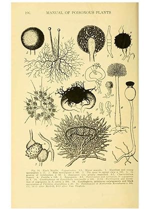 Seller image for Reproduccin/Reproduction 6004760067: A manual of poisonous plants Cedar Rapids, Ia. :The Torch Press,1910-11 for sale by EL BOLETIN