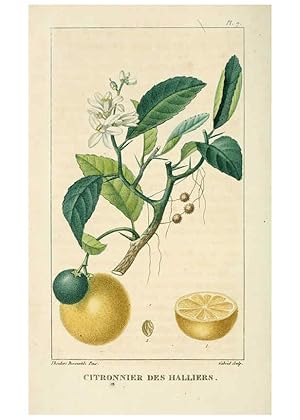 Bild des Verkufers fr Reproduccin/Reproduction 6005389272: Flore pittoresque et me?dicale des Antilles v.1 Paris Pichard,1821-1829 zum Verkauf von EL BOLETIN