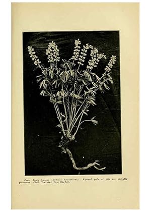 Seller image for Reproduccin/Reproduction 6004767819: A manual of poisonous plants Cedar Rapids, Ia. :The Torch Press,1910-11 for sale by EL BOLETIN