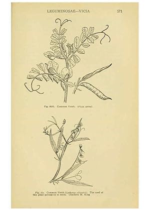 Seller image for Reproduccin/Reproduction 6004768245: A manual of poisonous plants Cedar Rapids, Ia. :The Torch Press,1910-11 for sale by EL BOLETIN