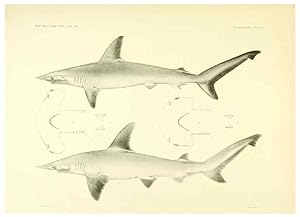 Seller image for Reproduccin/Reproduction 6001801014: The Plagiostomia : Sharks, skates, and rays Cambridge, U.S.A. :Printed for the Museum,1913 for sale by EL BOLETIN