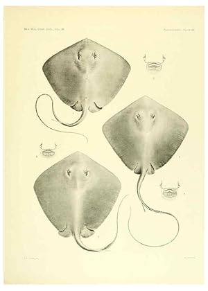 Seller image for Reproduccin/Reproduction 6001271975: The Plagiostomia : Sharks, skates, and rays Cambridge, U.S.A. :Printed for the Museum,1913 for sale by EL BOLETIN