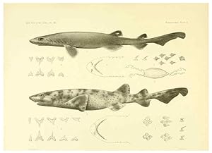 Seller image for Reproduccin/Reproduction 6001802106: The Plagiostomia : Sharks, skates, and rays Cambridge, U.S.A. :Printed for the Museum,1913 for sale by EL BOLETIN