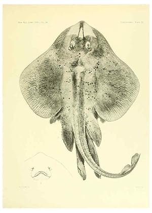 Seller image for Reproduccin/Reproduction 6001804270: The Plagiostomia : Sharks, skates, and rays Cambridge, U.S.A. :Printed for the Museum,1913 for sale by EL BOLETIN