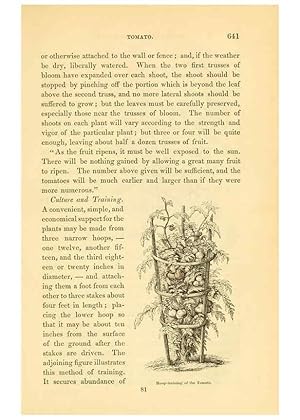 Imagen del vendedor de Reproduccin/Reproduction 6002102041: The field and garden vegetables of America Boston,Crosby and Nichols,1863 a la venta por EL BOLETIN