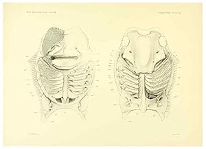 Seller image for Reproduccin/Reproduction 6001826882: The Plagiostomia : Sharks, skates, and rays Cambridge, U.S.A. :Printed for the Museum,1913 for sale by EL BOLETIN