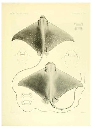 Seller image for Reproduccin/Reproduction 6001821032: The Plagiostomia : Sharks, skates, and rays Cambridge, U.S.A. :Printed for the Museum,1913 for sale by EL BOLETIN