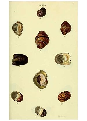 Image du vendeur pour Reproduccin/Reproduction 5977940607: The conchological illustrations or, Coloured figures of all the hitherto unfigured recent shells London :[s.n.] ;1832 mis en vente par EL BOLETIN