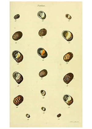 Seller image for Reproduccin/Reproduction 5977945013: The conchological illustrations or, Coloured figures of all the hitherto unfigured recent shells London :[s.n.] ;1832 for sale by EL BOLETIN