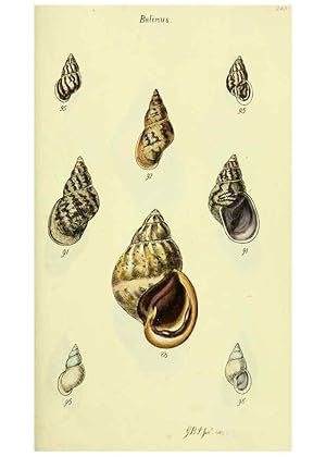 Image du vendeur pour Reproduccin/Reproduction 5977937189: The conchological illustrations or, Coloured figures of all the hitherto unfigured recent shells London :[s.n.] ;1832 mis en vente par EL BOLETIN