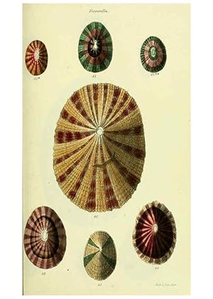 Seller image for Reproduccin/Reproduction 5978485974: The conchological illustrations or, Coloured figures of all the hitherto unfigured recent shells London :[s.n.] ;1832 for sale by EL BOLETIN