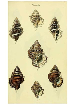 Seller image for Reproduccin/Reproduction 5977964763: The conchological illustrations or, Coloured figures of all the hitherto unfigured recent shells London :[s.n.] ;1832 for sale by EL BOLETIN