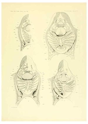 Seller image for Reproduccin/Reproduction 6001826730: The Plagiostomia : Sharks, skates, and rays Cambridge, U.S.A. :Printed for the Museum,1913 for sale by EL BOLETIN