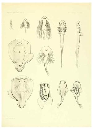 Seller image for Reproduccin/Reproduction 6001824932: The Plagiostomia : Sharks, skates, and rays Cambridge, U.S.A. :Printed for the Museum,1913 for sale by EL BOLETIN