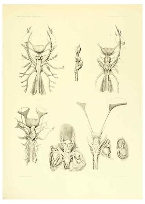 Seller image for Reproduccin/Reproduction 6001822308: The Plagiostomia : Sharks, skates, and rays Cambridge, U.S.A. :Printed for the Museum,1913 for sale by EL BOLETIN