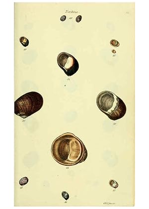 Seller image for Reproduccin/Reproduction 5977944617: The conchological illustrations or, Coloured figures of all the hitherto unfigured recent shells London :[s.n.] ;1832 for sale by EL BOLETIN