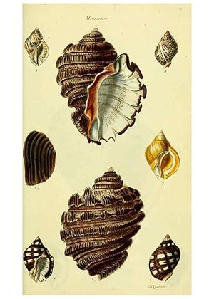 Seller image for Reproduccin/Reproduction 5977966331: The conchological illustrations or, Coloured figures of all the hitherto unfigured recent shells London :[s.n.] ;1832 for sale by EL BOLETIN