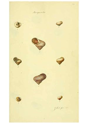 Seller image for Reproduccin/Reproduction 5978504990: The conchological illustrations or, Coloured figures of all the hitherto unfigured recent shells London :[s.n.] ;1832 for sale by EL BOLETIN