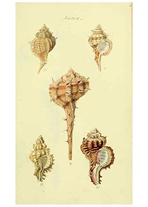 Seller image for Reproduccin/Reproduction 5977958535: The conchological illustrations or, Coloured figures of all the hitherto unfigured recent shells London :[s.n.] ;1832 for sale by EL BOLETIN