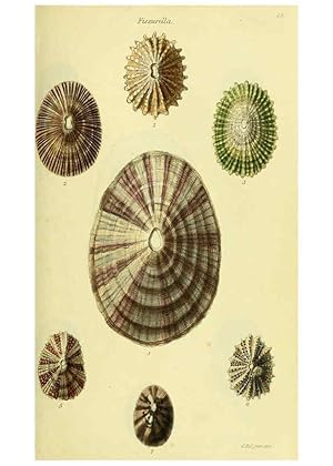 Image du vendeur pour Reproduccin/Reproduction 5977918775: The conchological illustrations or, Coloured figures of all the hitherto unfigured recent shells London :[s.n.] ;1832 mis en vente par EL BOLETIN