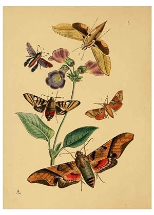 Seller image for Reproduccin/Reproduction 5974288585: The cabinet of oriental entomology London :William Smith, 113 Fleet Street,[1848] for sale by EL BOLETIN