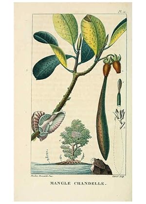 Bild des Verkufers fr Reproduccin/Reproduction 6005390044: Flore pittoresque et me?dicale des Antilles v.1 Paris Pichard,1821-1829 zum Verkauf von EL BOLETIN