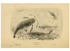 Bild des Verkufers fr Reproduccin/Reproduction 5977251311: Extinct monsters London :Chapman & Hall,1896 zum Verkauf von EL BOLETIN