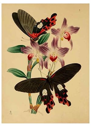 Image du vendeur pour Reproduccin/Reproduction 5974290139: The cabinet of oriental entomology London :William Smith, 113 Fleet Street,[1848] mis en vente par EL BOLETIN
