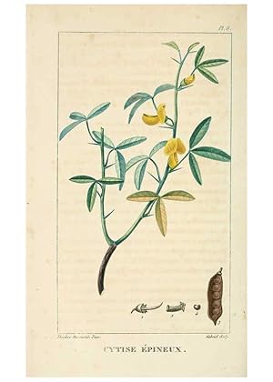 Bild des Verkufers fr Reproduccin/Reproduction 6005389492: Flore pittoresque et me?dicale des Antilles v.1 Paris Pichard,1821-1829 zum Verkauf von EL BOLETIN