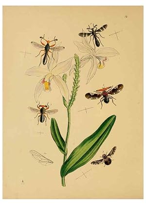 Imagen del vendedor de Reproduccin/Reproduction 5974283893: The cabinet of oriental entomology London :William Smith, 113 Fleet Street,[1848] a la venta por EL BOLETIN