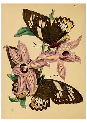 Seller image for Reproduccin/Reproduction 5974845906: The cabinet of oriental entomology London :William Smith, 113 Fleet Street,[1848] for sale by EL BOLETIN