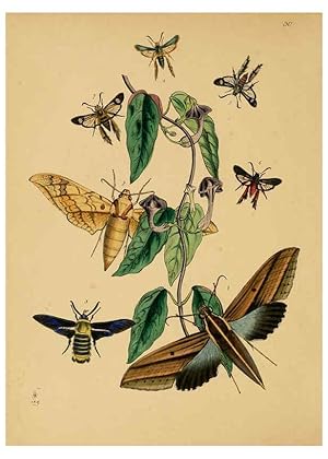 Seller image for Reproduccin/Reproduction 5974279555: The cabinet of oriental entomology London :William Smith, 113 Fleet Street,[1848] for sale by EL BOLETIN